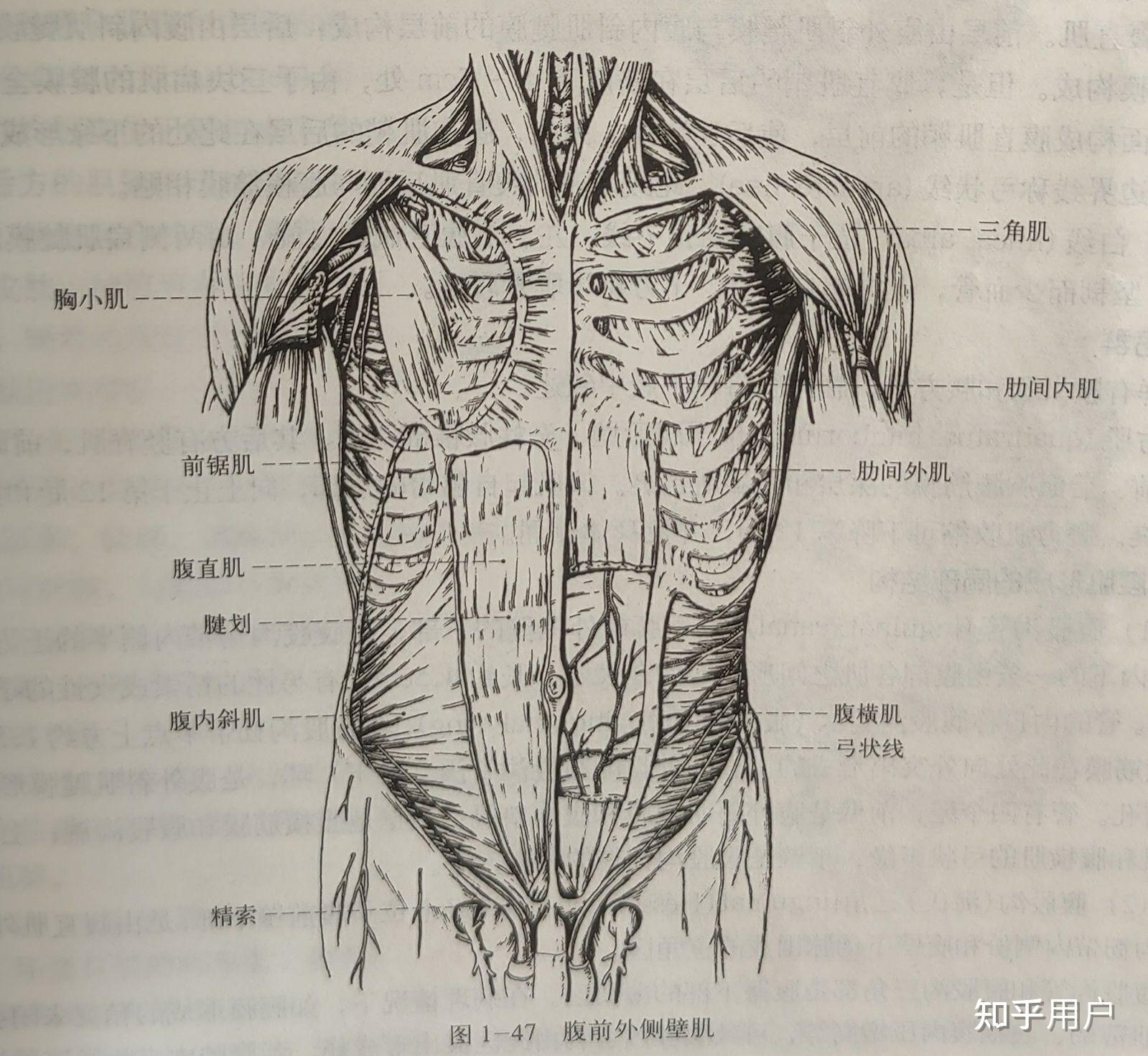 请问我的腹肌不对称情况是基因造成的吗?