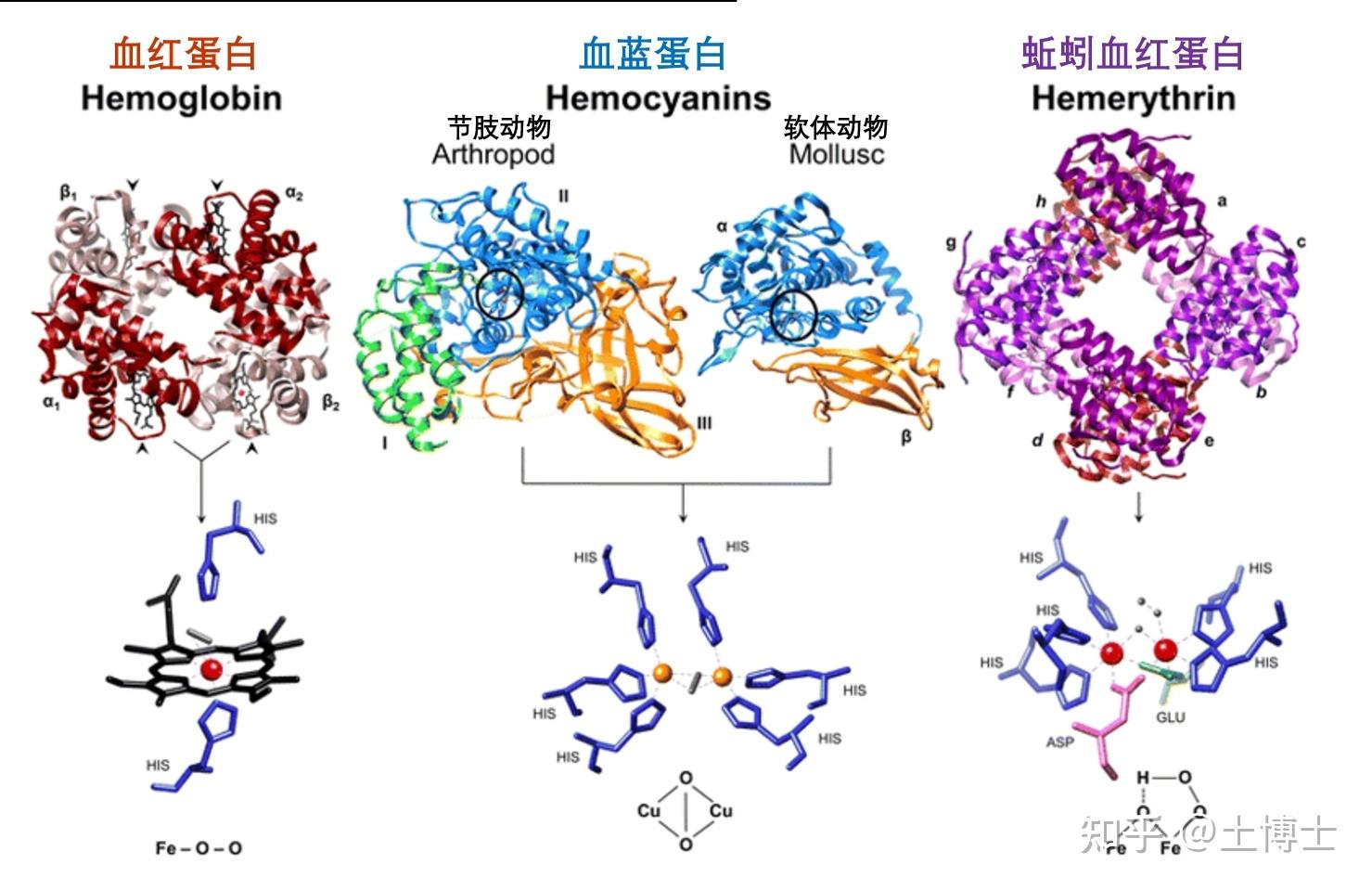 呼吸色素在无脊椎动物体内是如何运输氧气的? 知乎