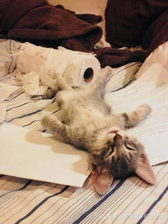 可以放一张猫猫睡懒觉的照片吗