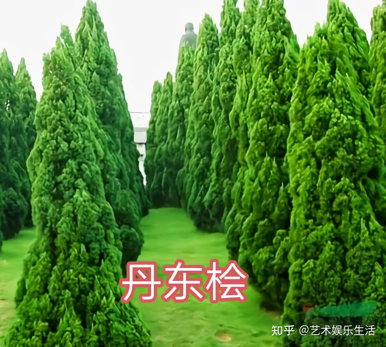 68种柏科植物，园林栽培的常用树种 - 知乎