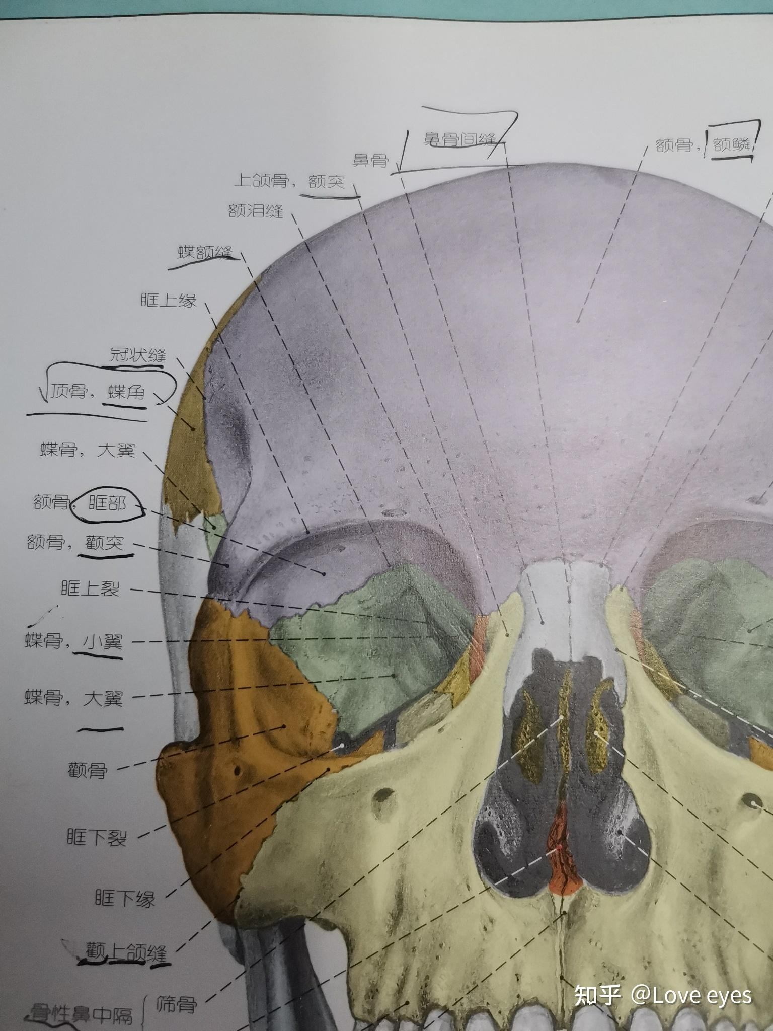 解剖上的眶底是哪里?
