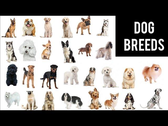 狗,还只会说“dog”?快来看看,这36个常见犬种 (dog breeds) 里,是否有你家小主? - 知乎