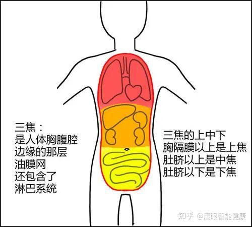 中医所称“三焦”的实质及其临床意义 - 知乎