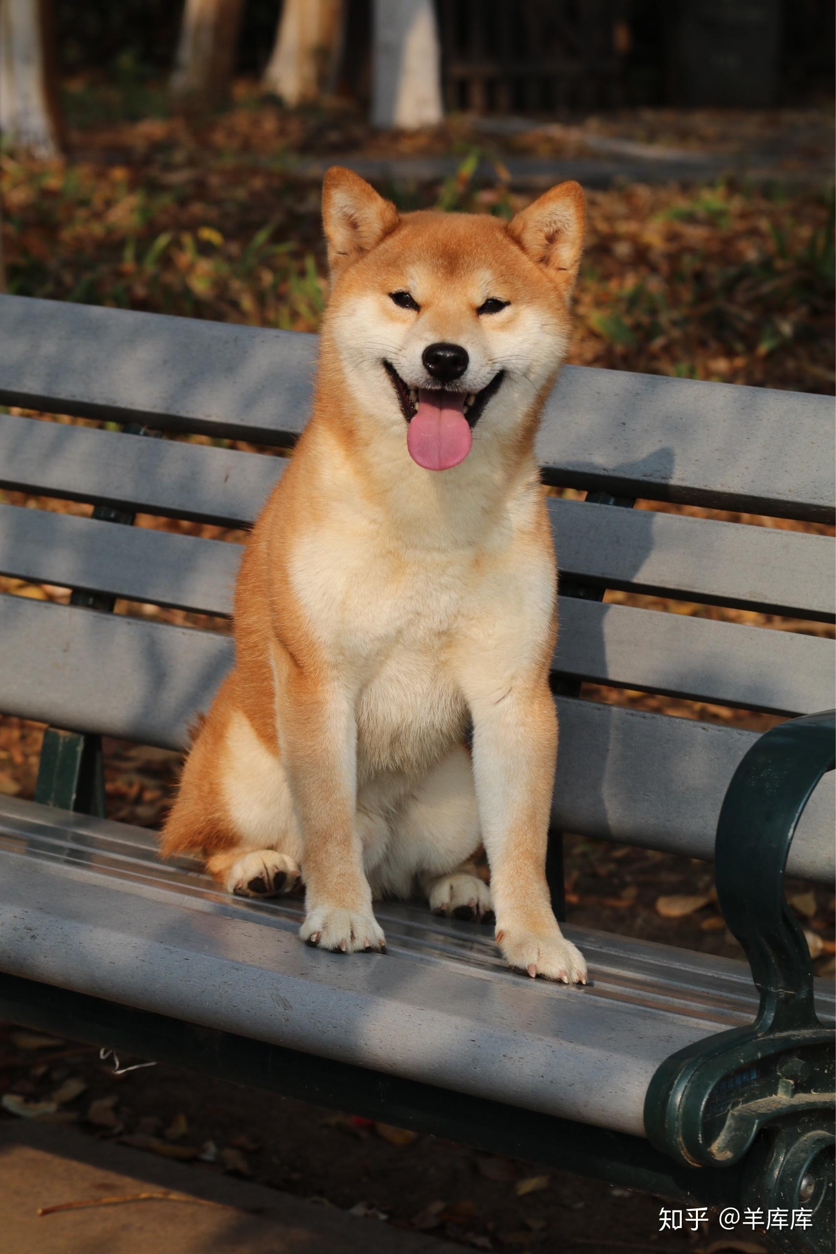 柴犬的颜值可以有多高