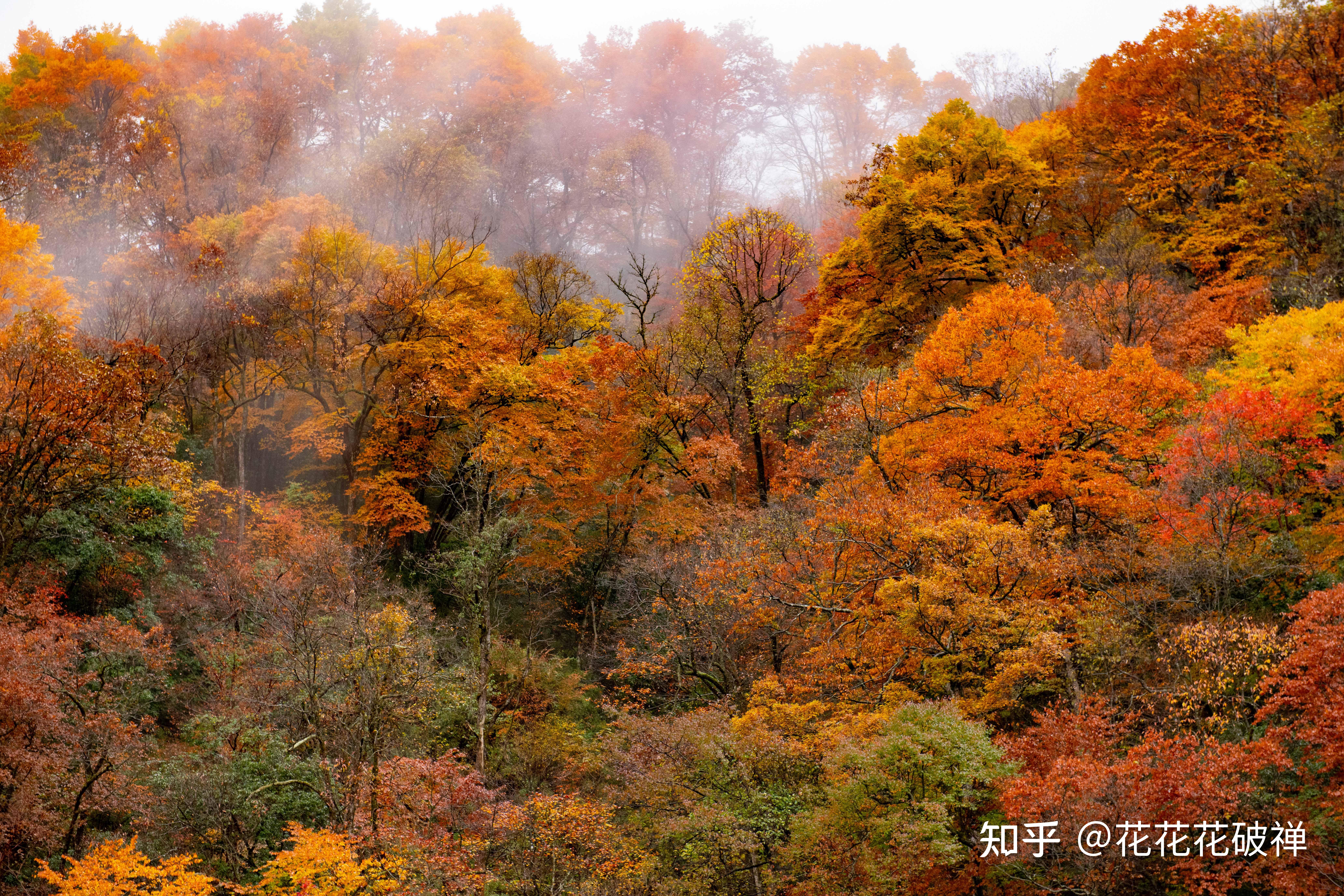 中国最美的秋天在哪里?