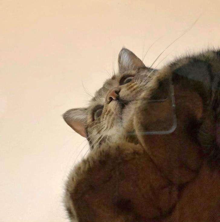 为什么大家都在说intp是猫