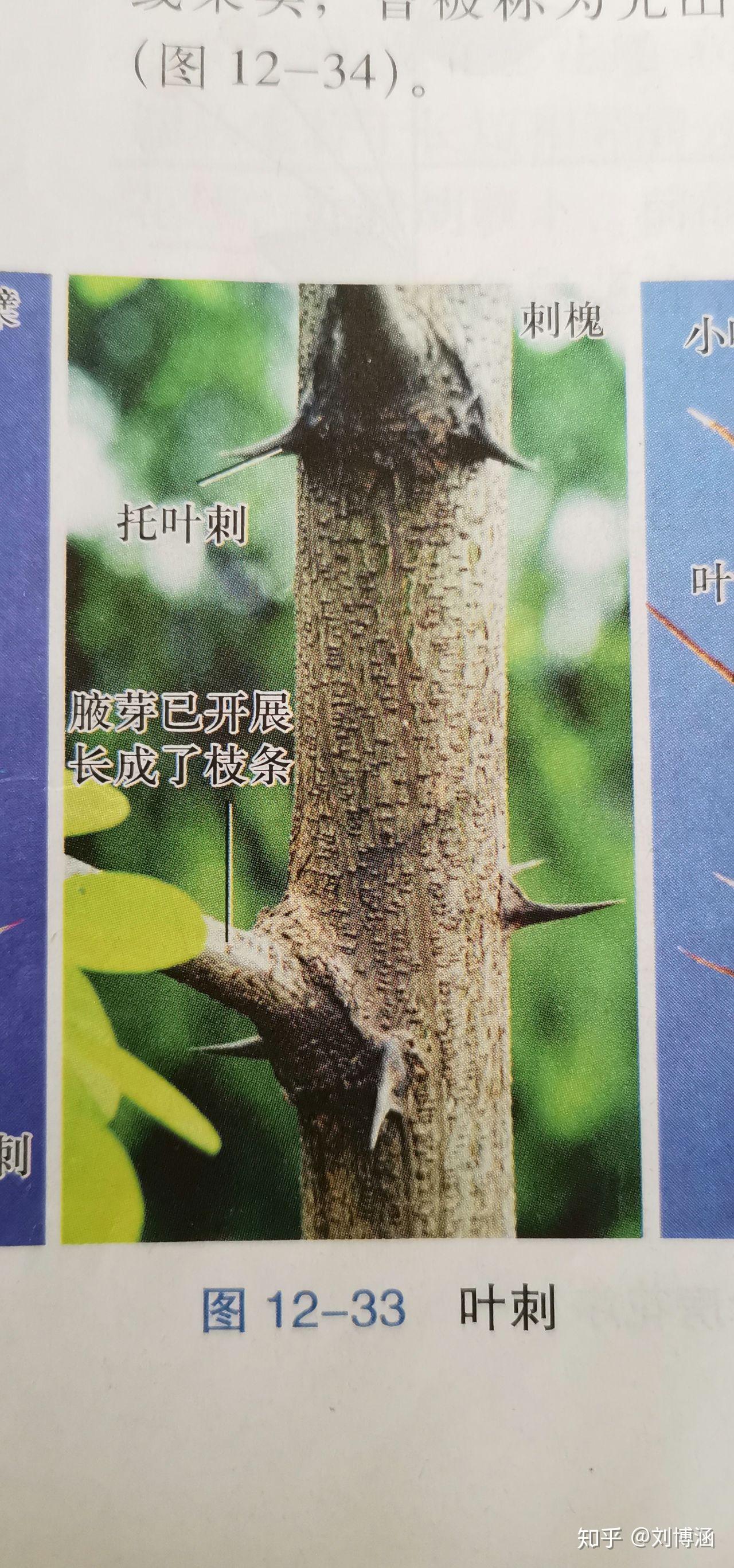 有带刺的树是什么树? - 知乎