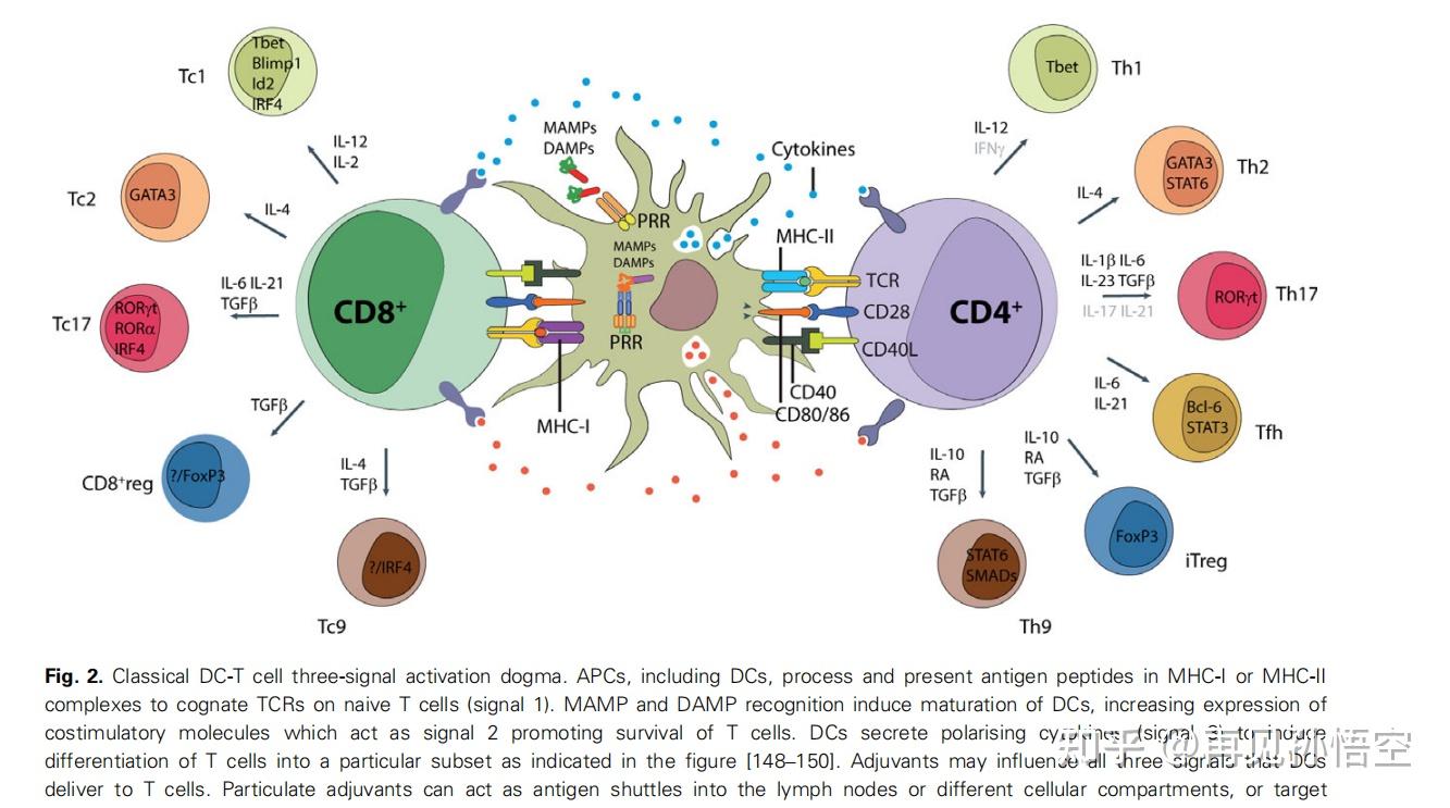 t細胞,b細胞,免疫t細胞之間有什麼關係? - 知乎