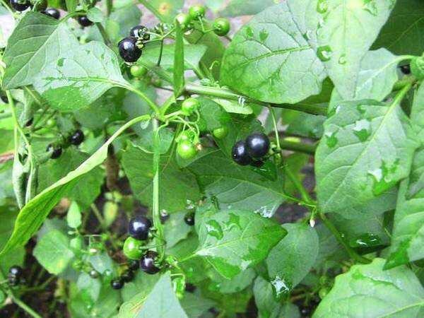 "天星星"是什么植物? - 知乎