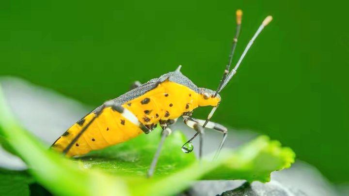 如何防止臭屁虫(椿象)爬到屋里? - 知乎