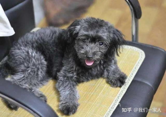 泰迪颜色这么多,什么颜色最受欢迎,价格最贵? - 知乎