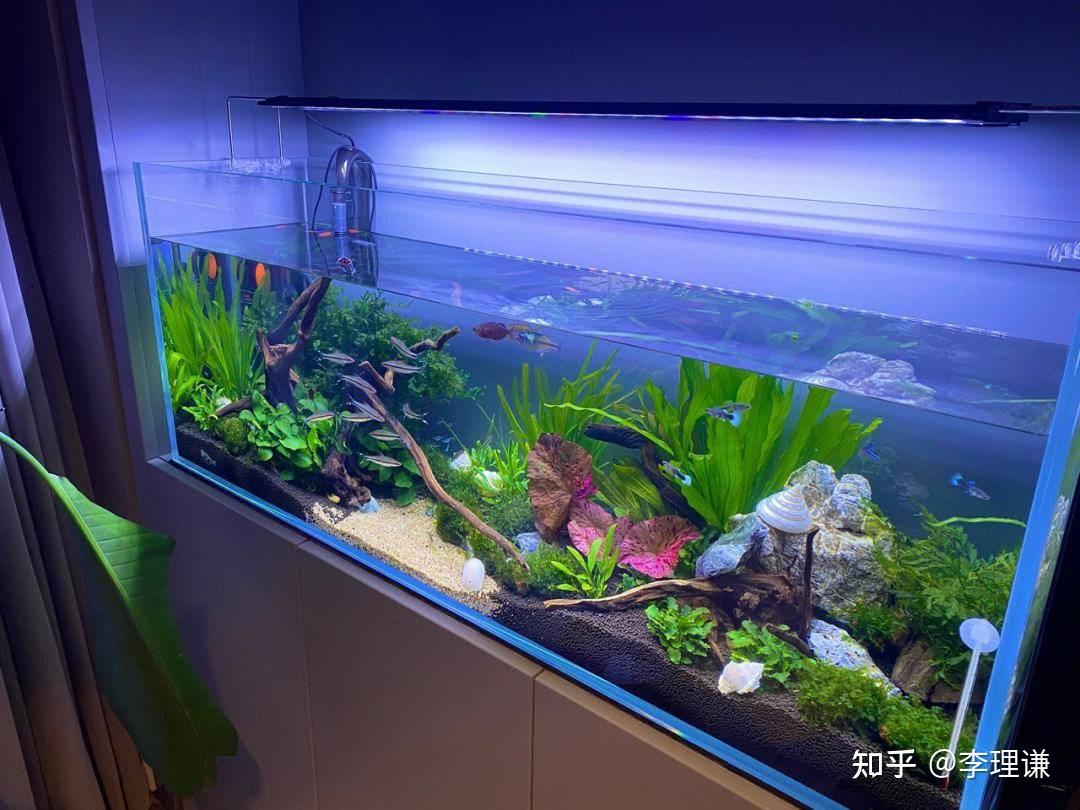 李理谦：家居风水之鱼缸的风水作用和摆放知识，有哪些风水禁忌？ - 知乎