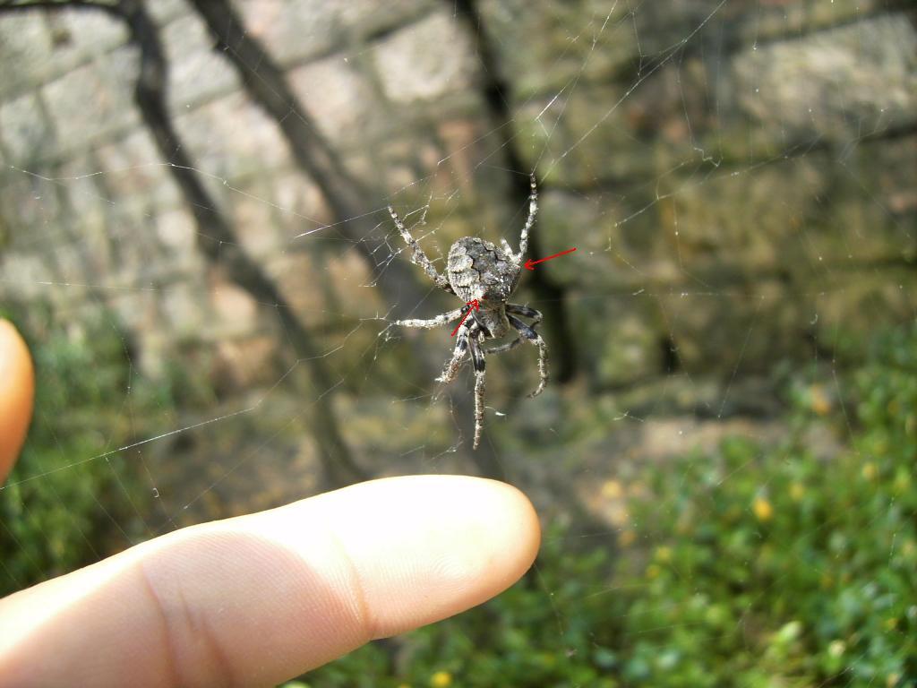 请问这两种都是大腹园蛛么