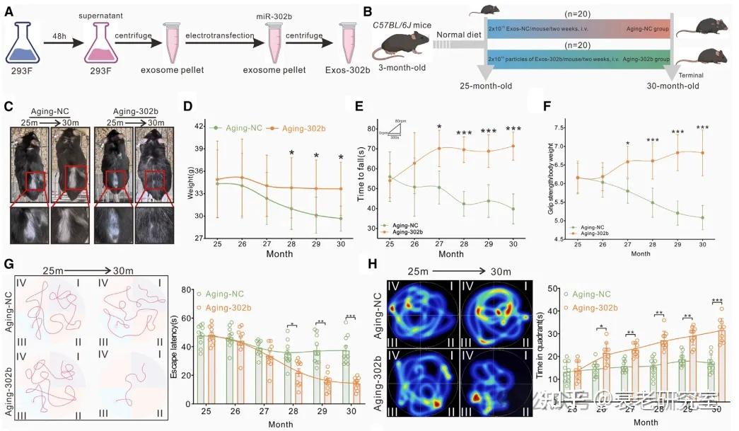Cell Metabolism揭示: 外泌体 miR-302b 可逆转衰老细胞的增殖停滞,使衰老小鼠恢复青春! - 知乎
