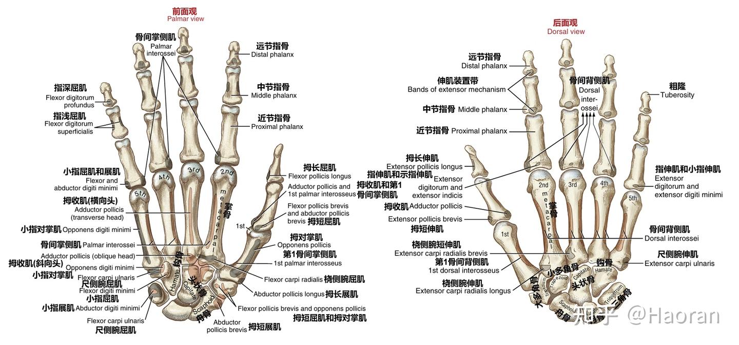 科学运动笔记(八):腕关节、手与小臂力量 - 知乎