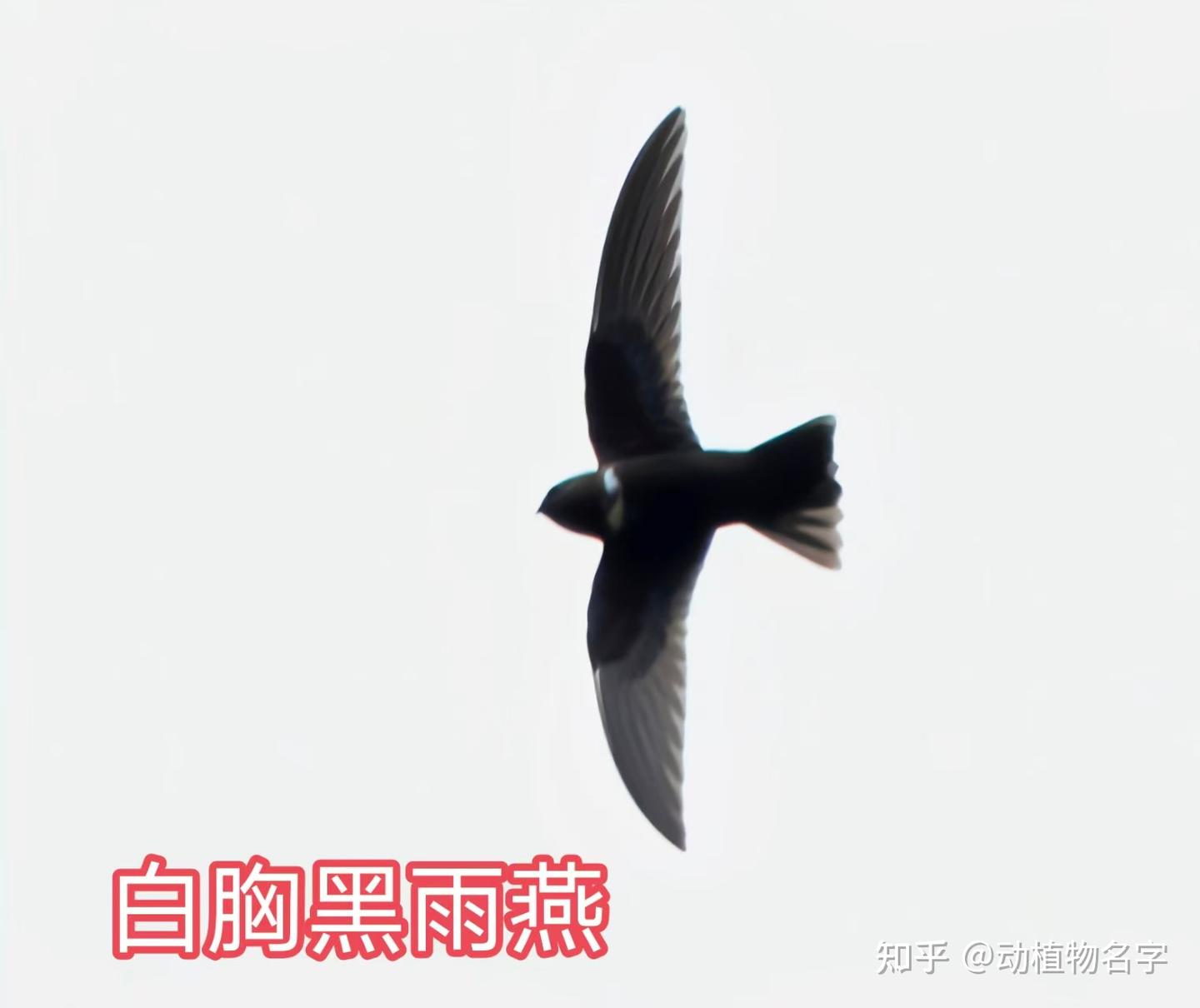 90图带您走进雨燕科和凤头雨燕科鸟类的世界- 知乎