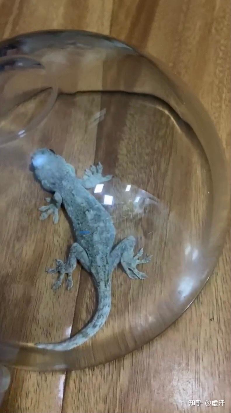 有哪些适合家养的蜥蜴? - 知乎