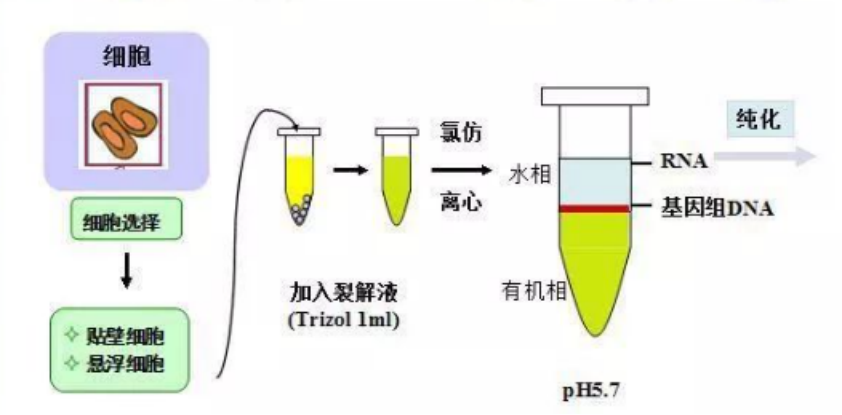 如何将新冠病毒中s蛋白分离提纯? - 知乎