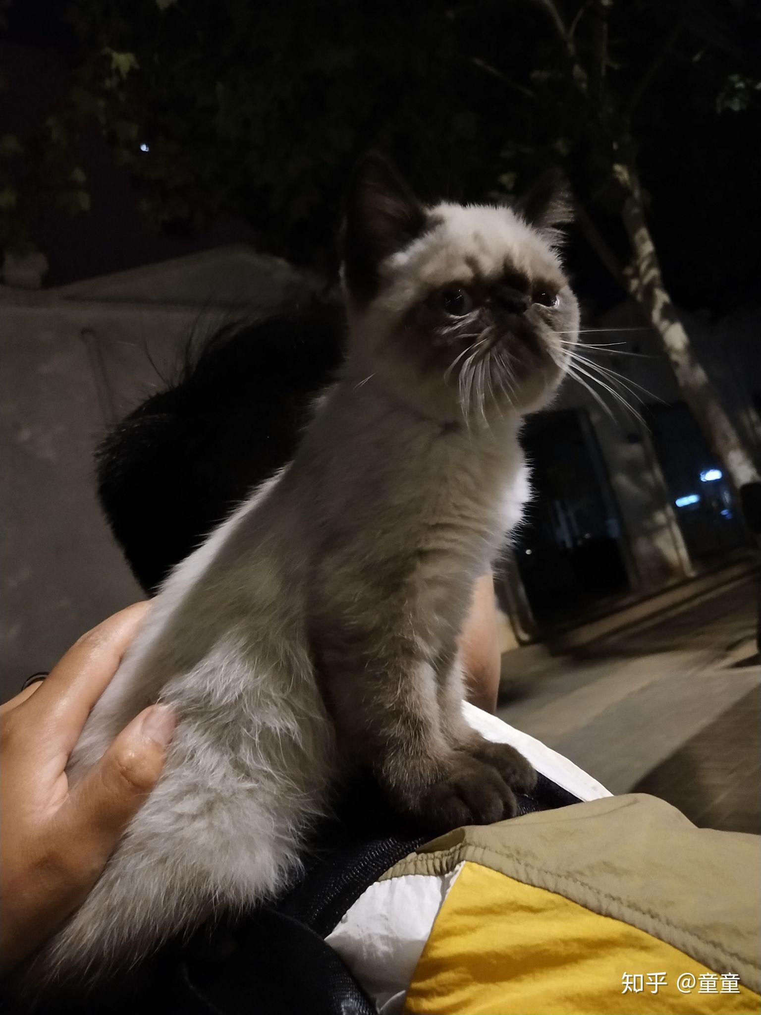 有人见过暹罗和加菲串出来的猫么