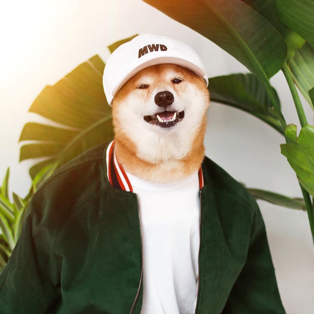 520虐狗单身汪霸气反击