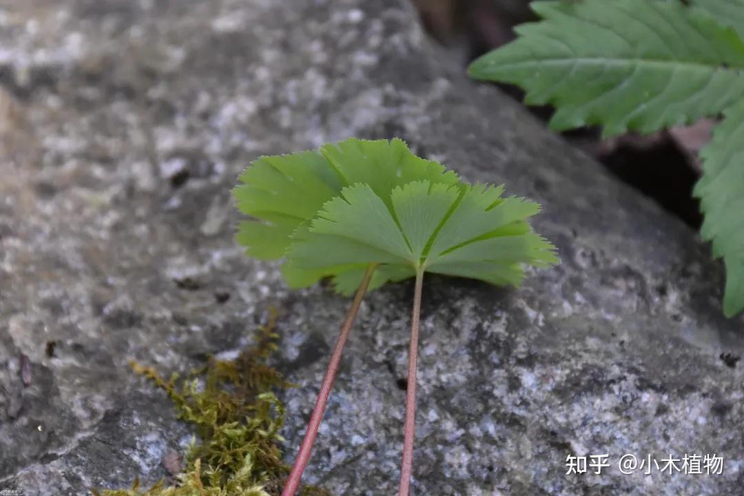 世界上“最孤独的草”——独叶草 - 知乎