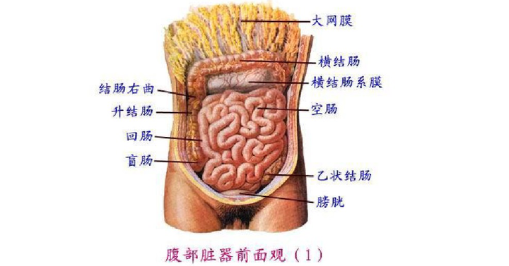 医学生期末复习资料】人体解剖学模拟试卷（二） - 知乎