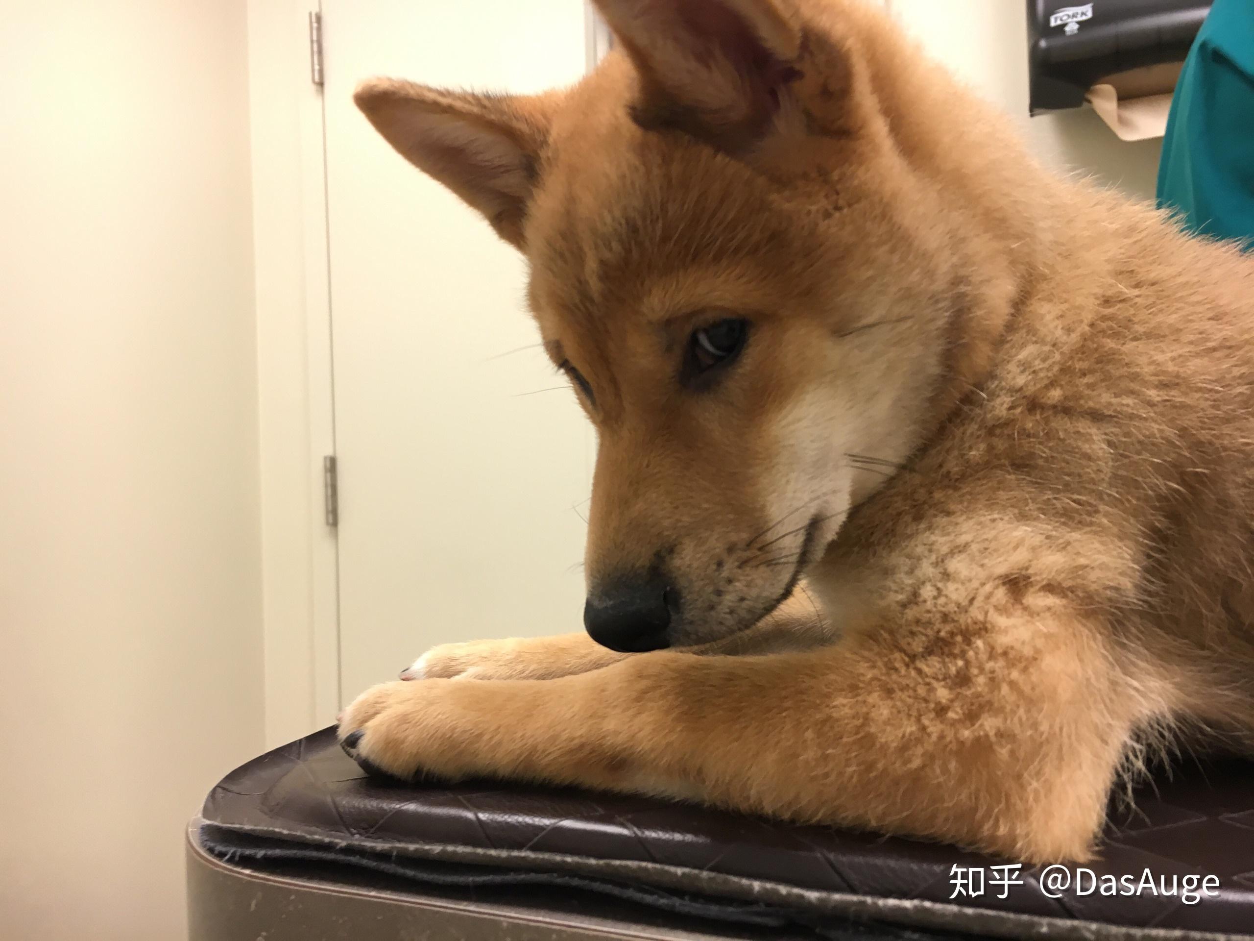 为什么柴犬作为单身狗代表狗