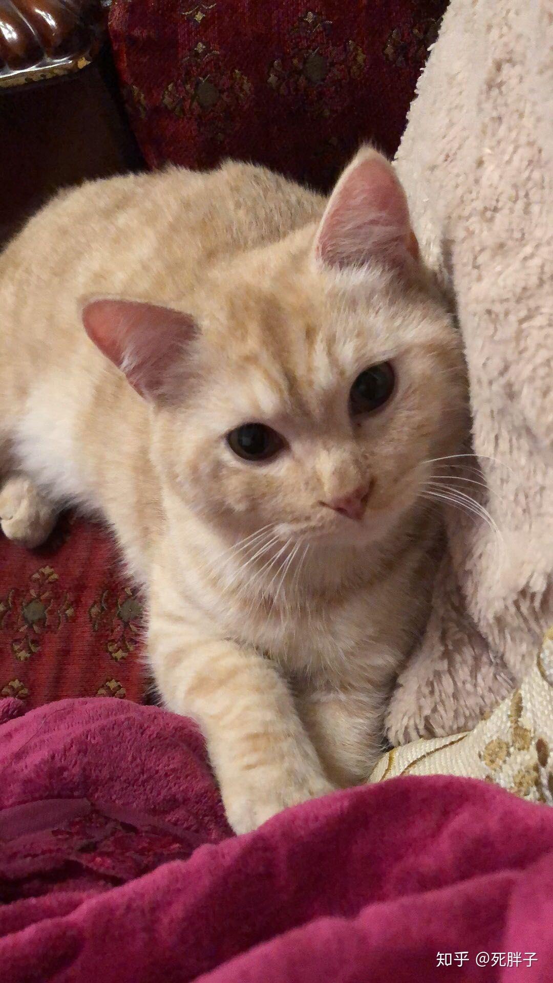 这是毛色淡化的橘猫吗? - 知乎