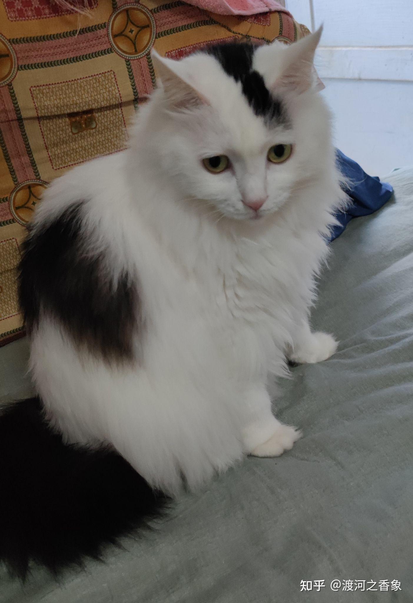 我家猫不吃巅峰罐头怎么办?