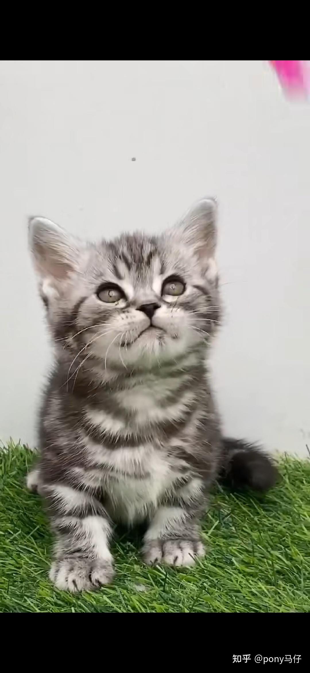 这是什么品种的猫呢