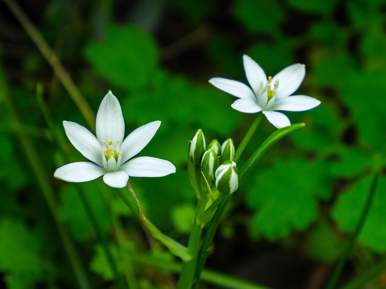 4. 冬青批发价格