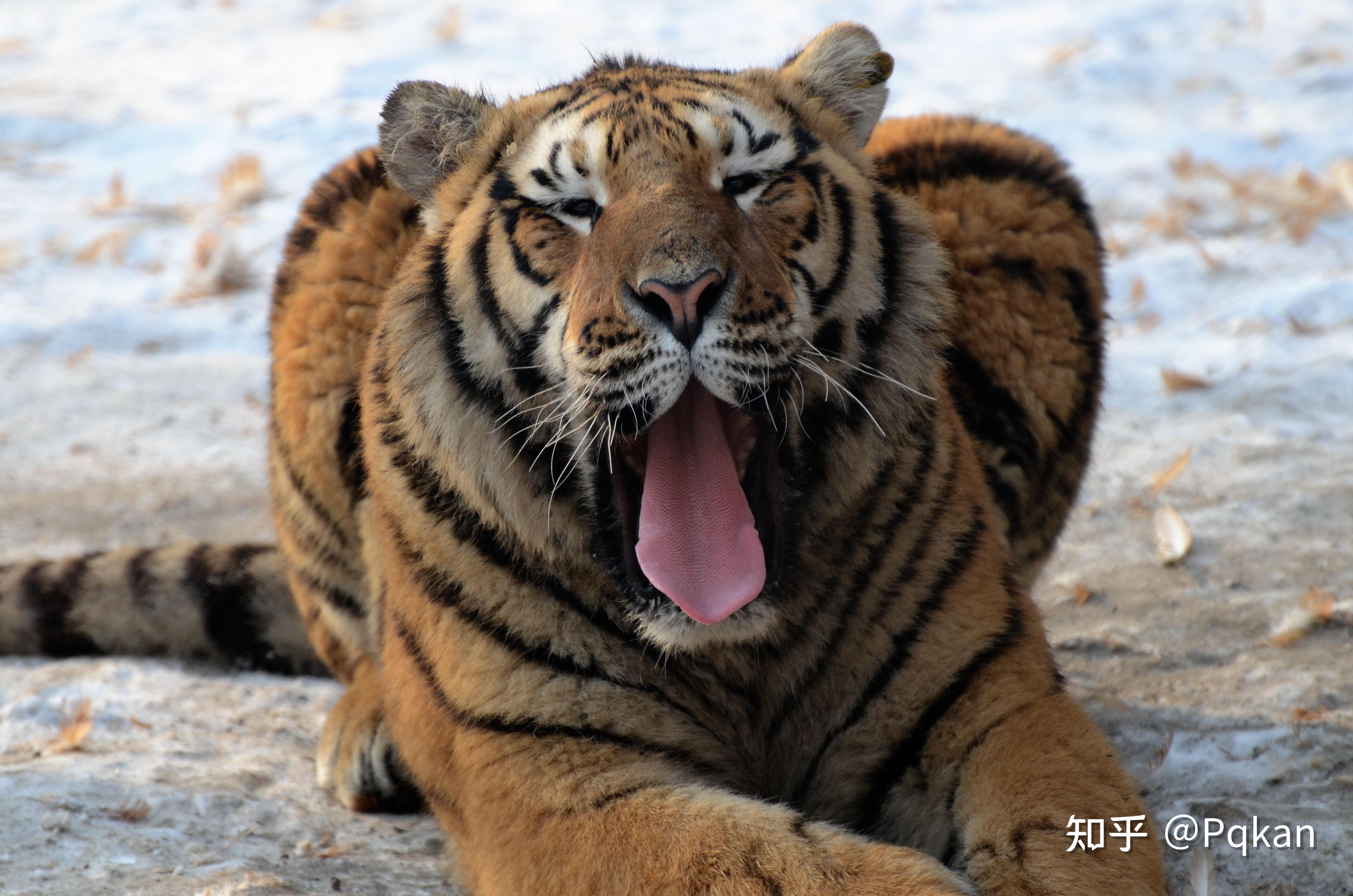 为什么大部分的猛禽和猛兽,从眼神气质上看第一眼就会给人一种很凶猛