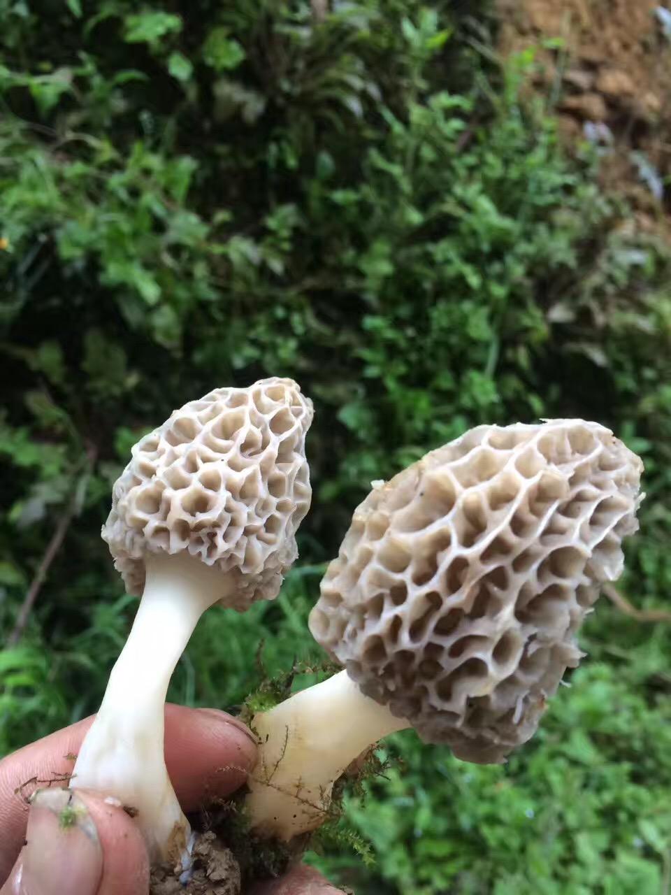 这个白色的蘑菇是什么. - 知乎