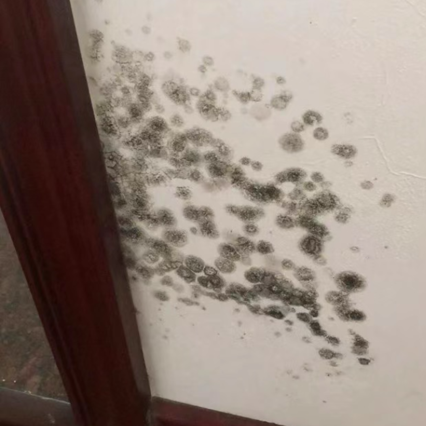 乳胶漆的墙面发霉怎么办?