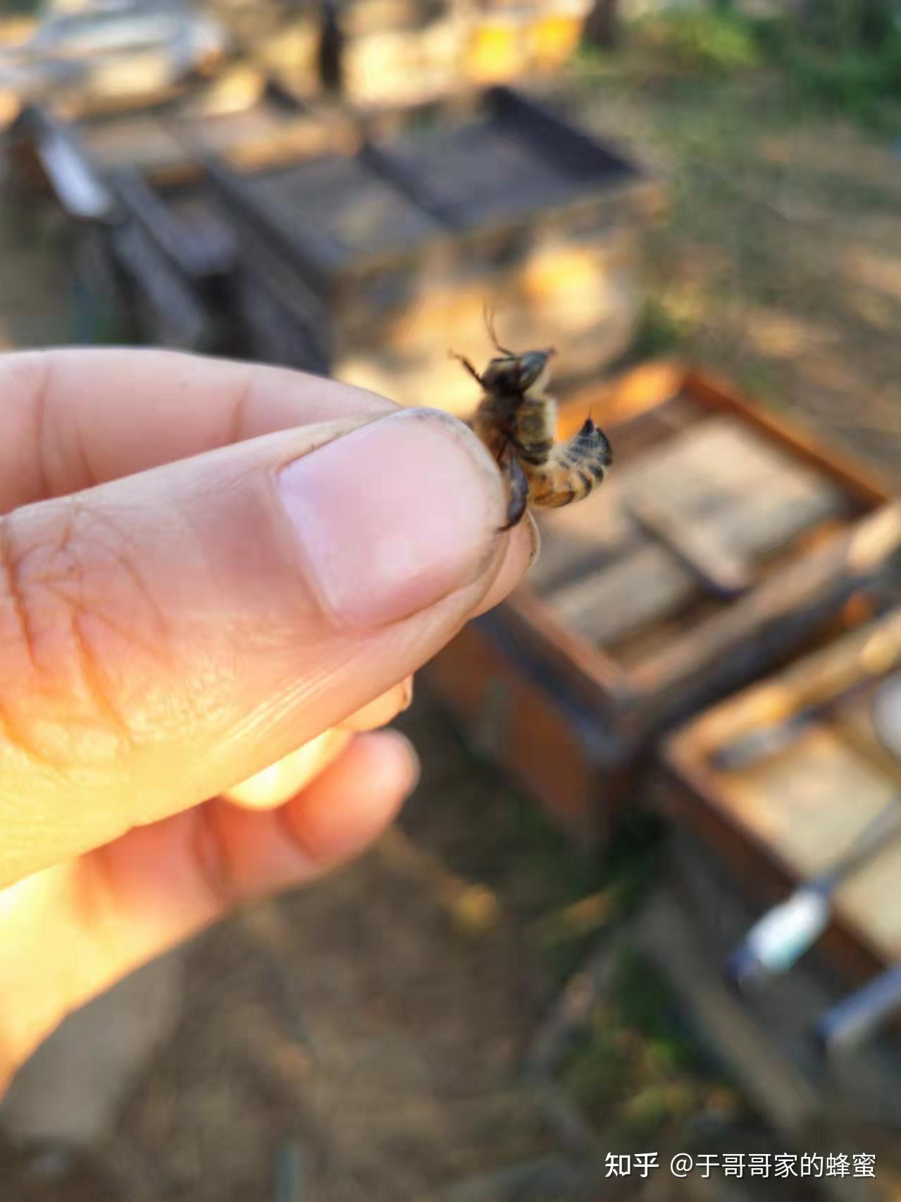 微風下午 : 蜜蜂叮咬過敏：被蜜蜂叮到會怎樣嗎？