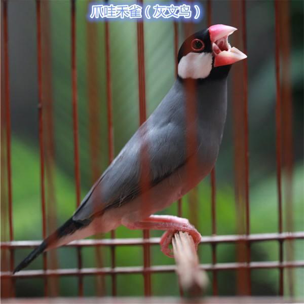 文鸟又名禾雀爪哇禾雀是不是国家二级保护动物当宠物饲养是否合法