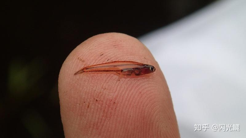 世界上最小的鱼是什么? - 知乎