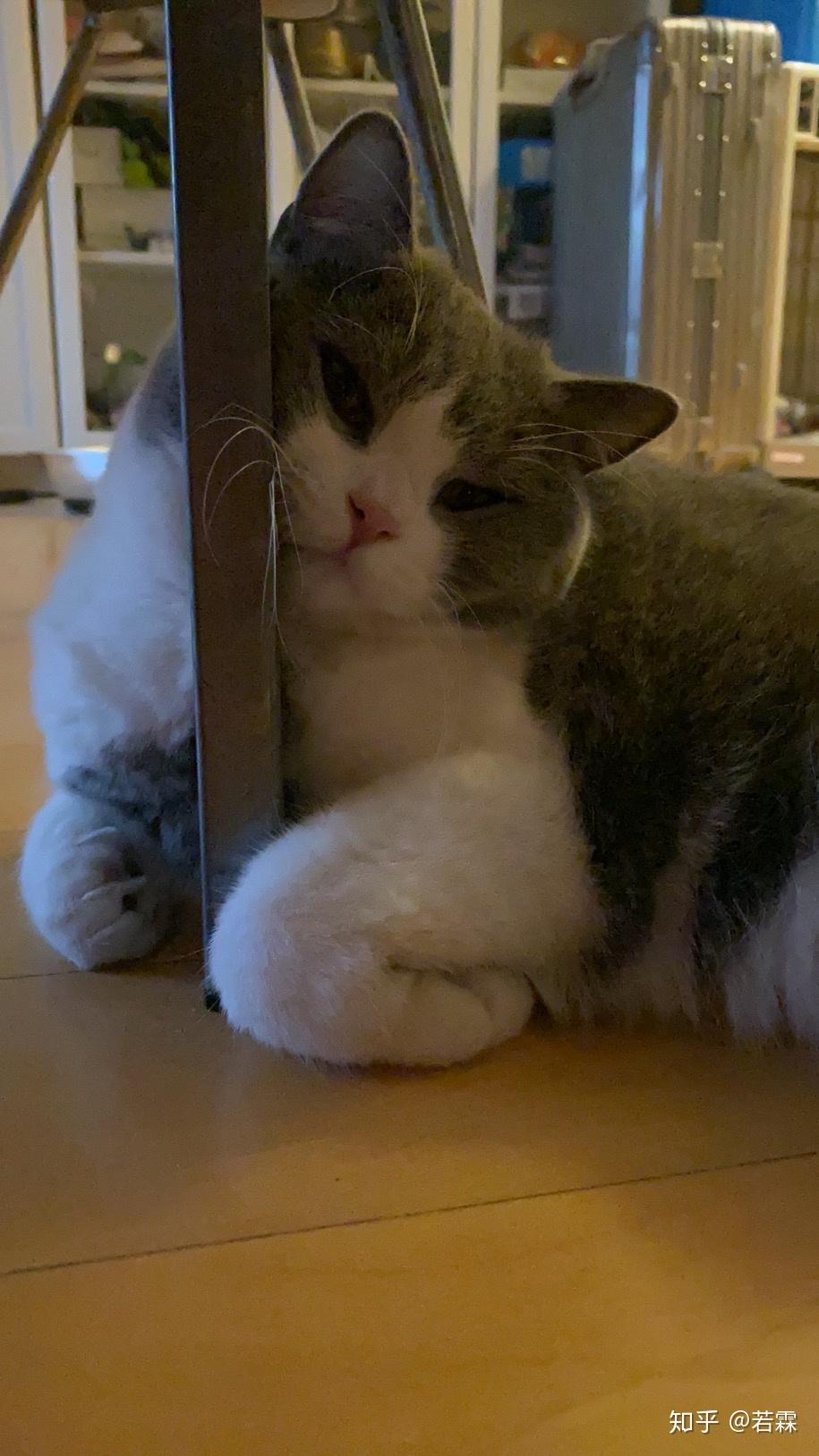 可以给我看看大家可爱的猫猫吗?