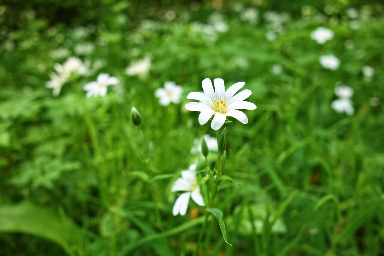 2. 土壤准备技巧