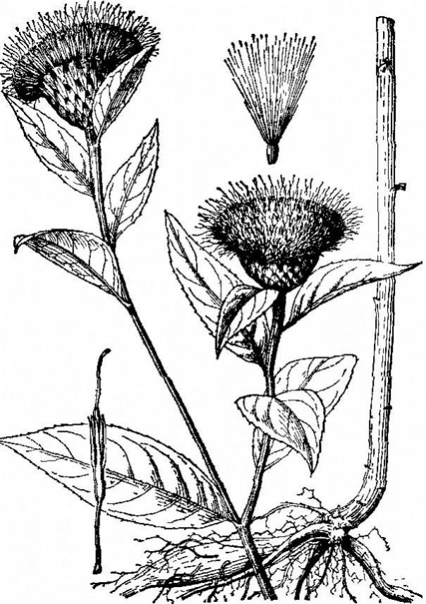 岭南习用本草广升麻