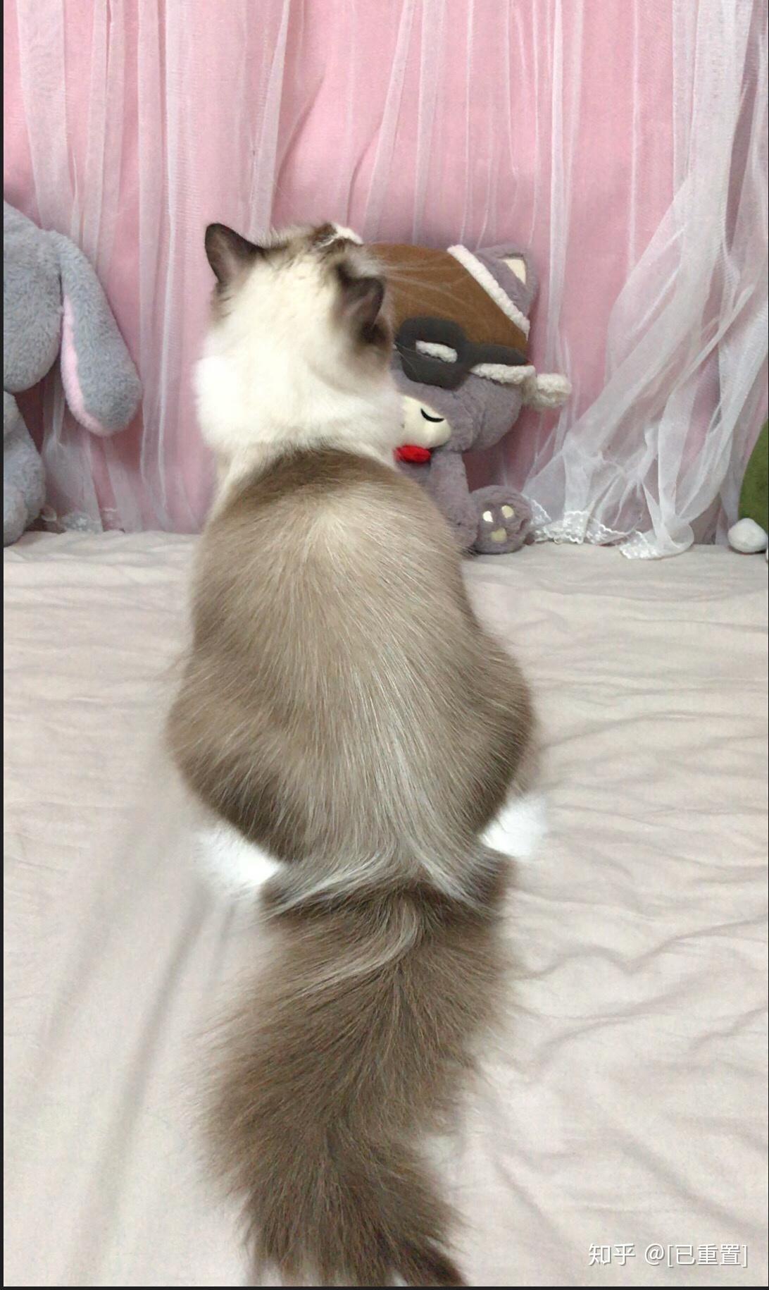 请问布偶猫尾巴里面根部开始是白色这正常吗