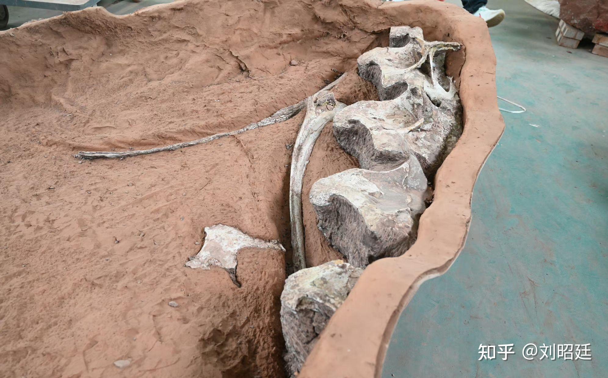 福建上杭首次发现恐龙蛋,已进行抢救性保护,这对于恐龙研究具有怎样的