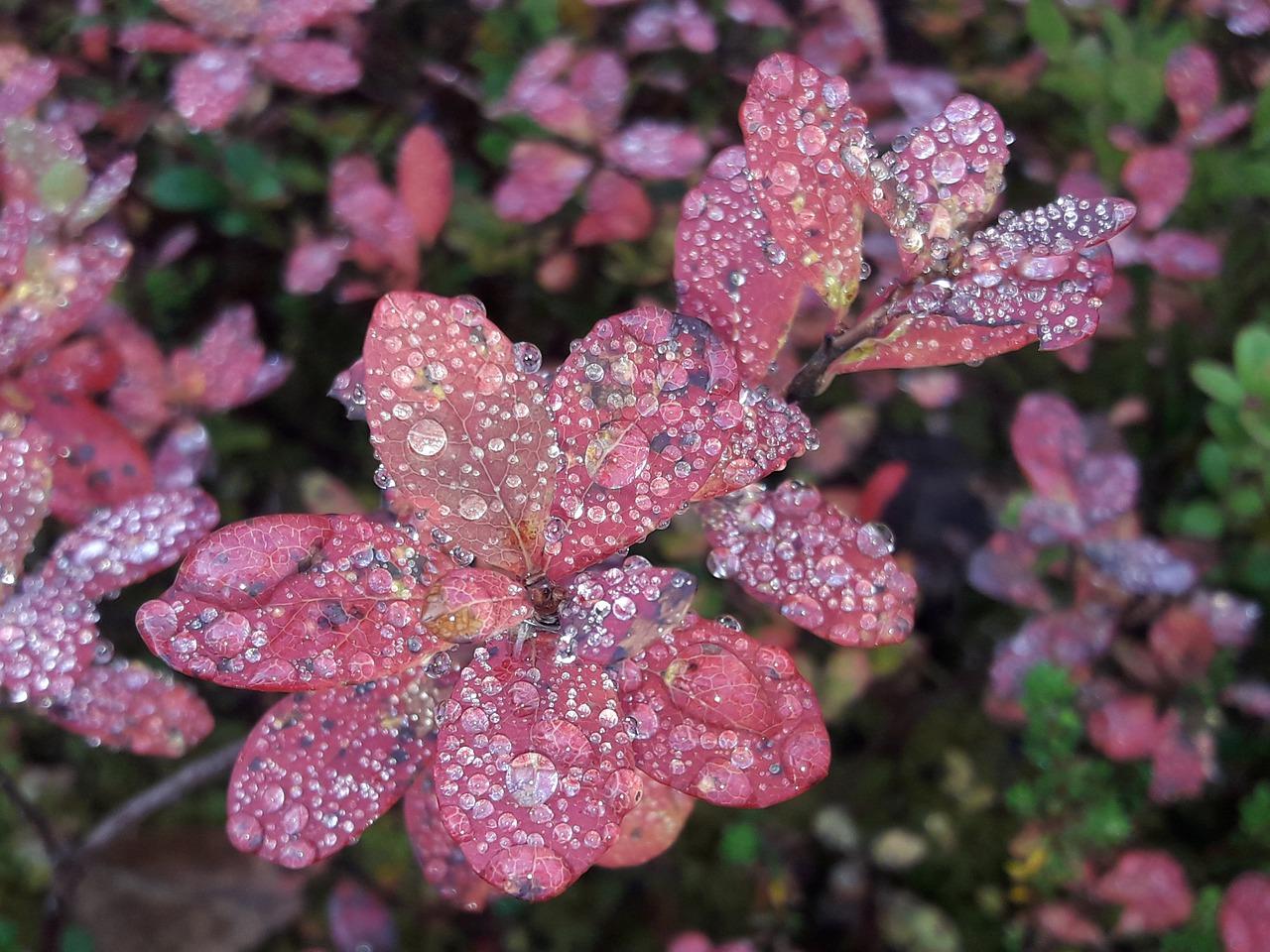 4. 叶脉结构探秘