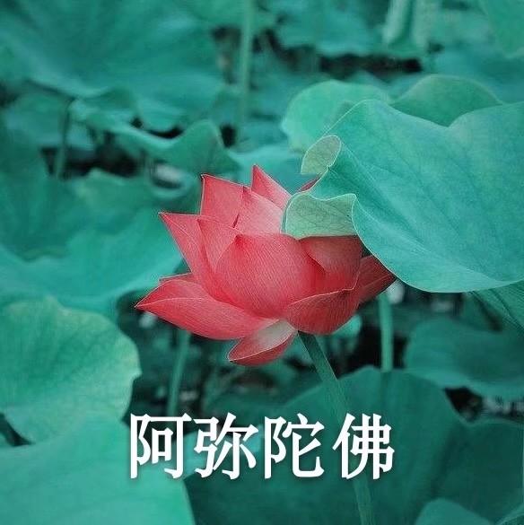 如何让我妈换头像? - 知乎
