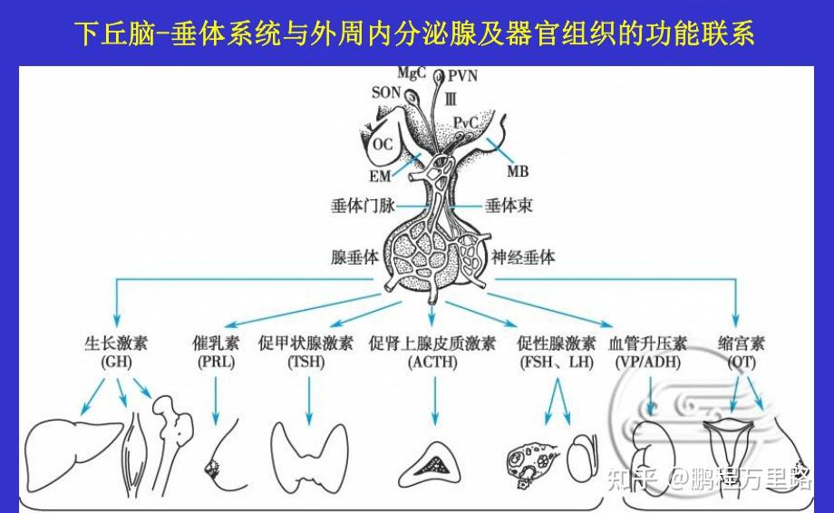 下丘脑——人体信息处理反馈系统的高级调控中枢 - 知乎