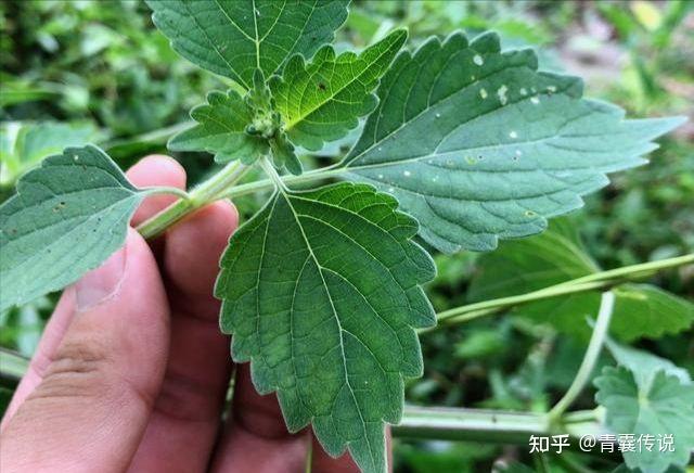 抹草的中药名有人知道吗? - 知乎