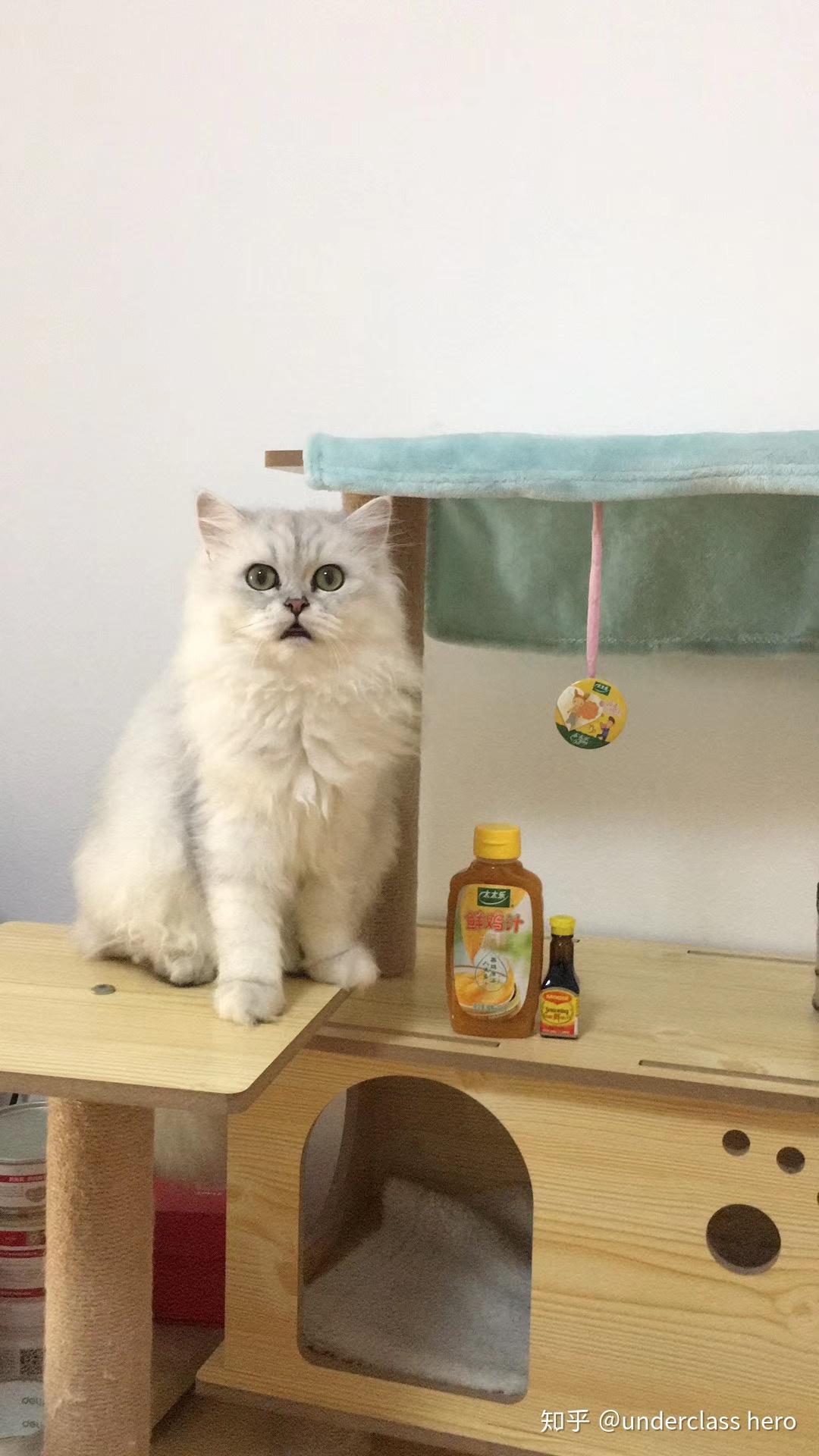 请问我的银渐层长毛猫咪品相如何