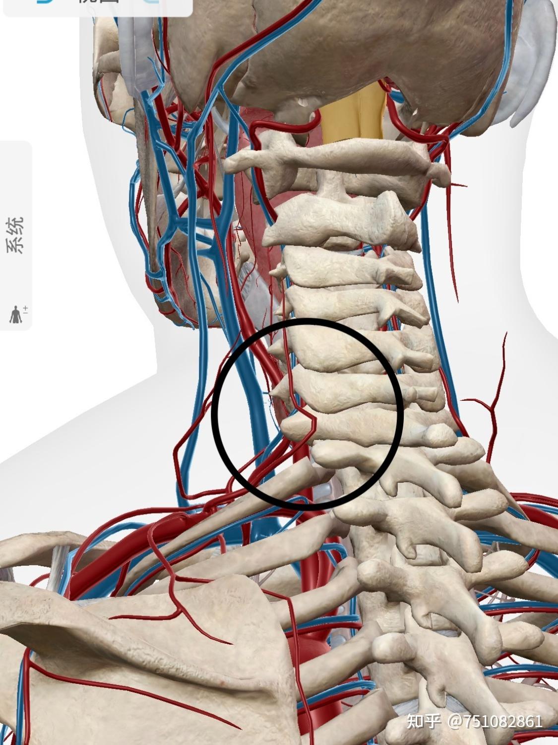 颈动脉结节颈椎图片