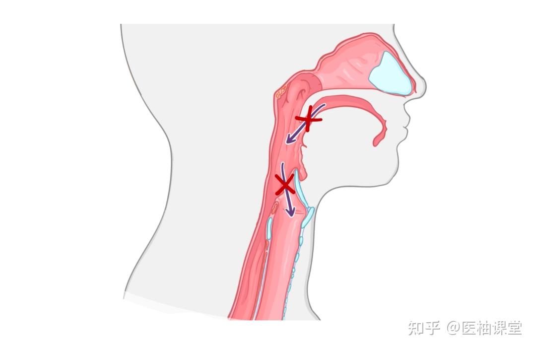 人体解剖学基础：迷走神经 知乎 