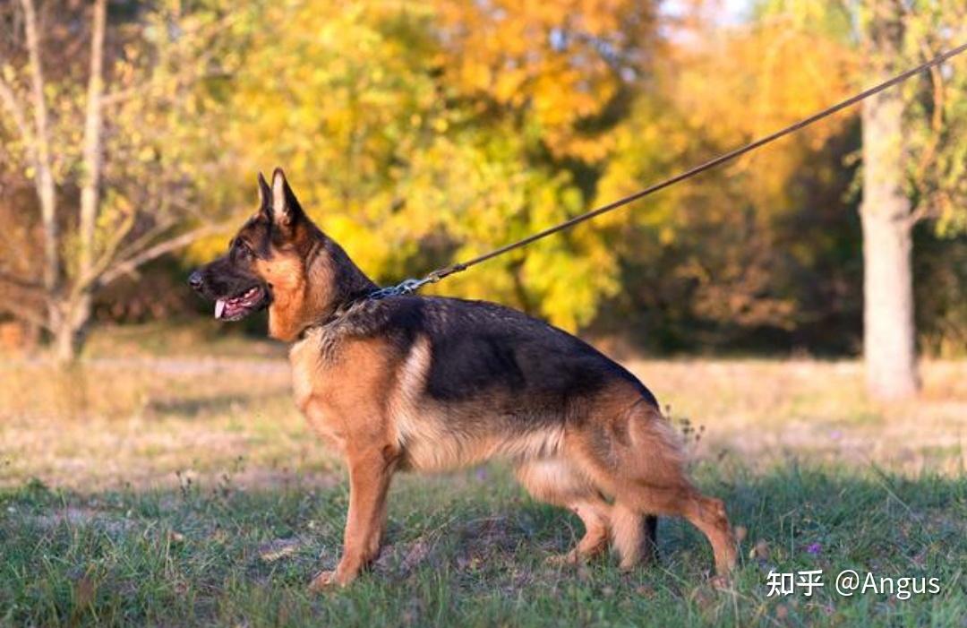 红警军犬图片